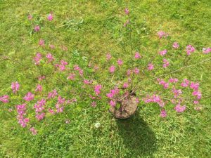 indigofera himalayensis (unknown origin)