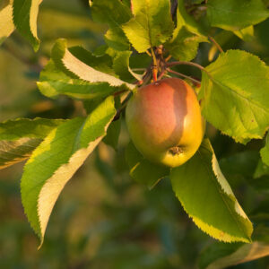 pommier (Dinnye, CC BY-SA 3.0 , via Wikimedia Commons)