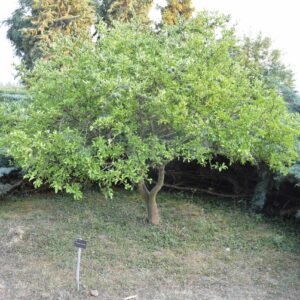 poncirus trifoliata (Illustratedjc, CC BY-SA 4.0 , via Wikimedia Commons)