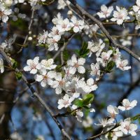 prunus-dasycarpa