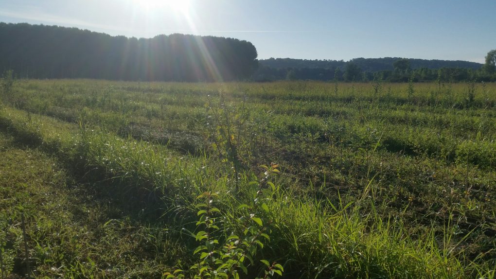 Vézénobres, le soleil montre son le bout de son nez (© Pépinière Med)