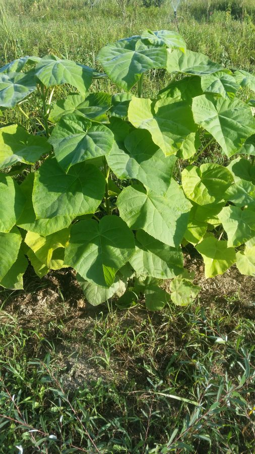 Vézénobres paulownia (© Pépinière Med)