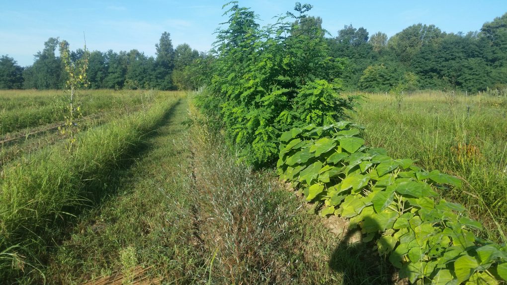 Vézénobres paulownia et robinier (© Pépinière Med)