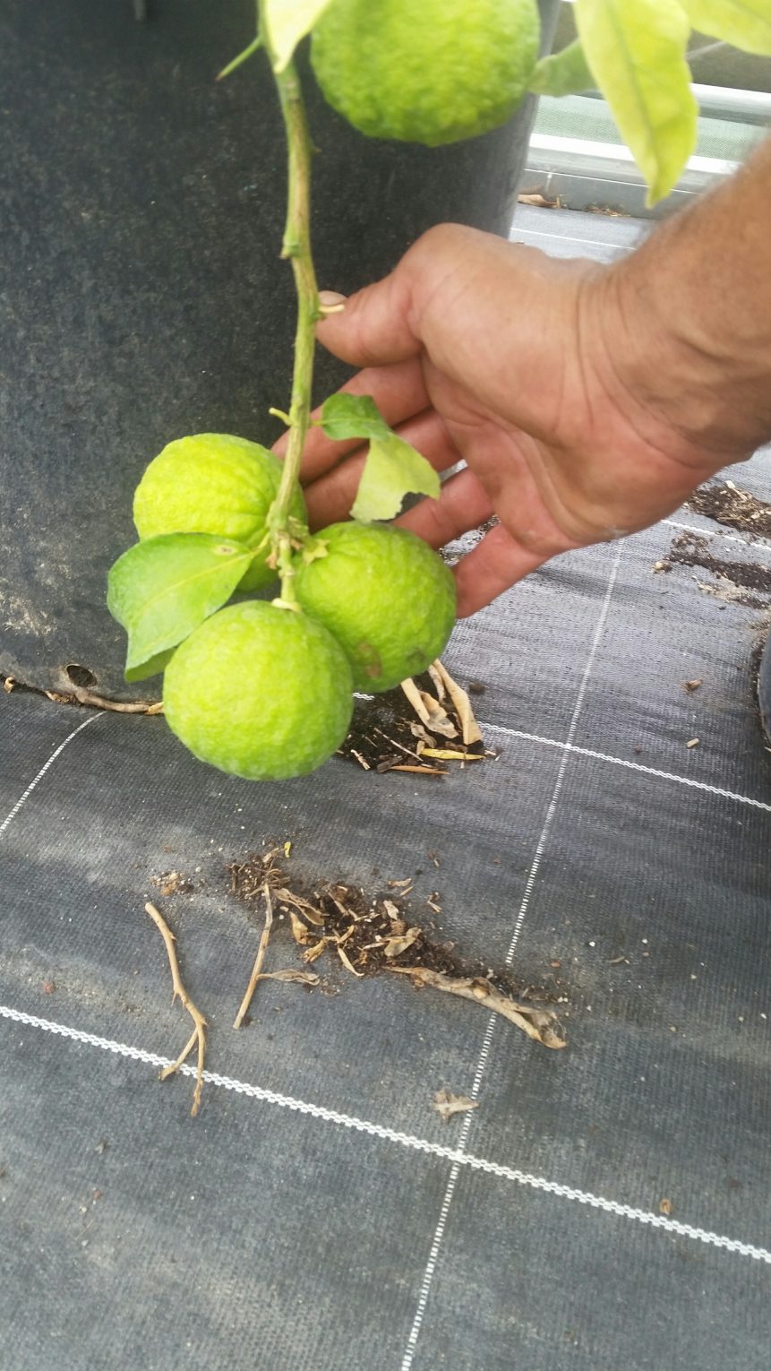 Serre, ichang lemon (© Pépinière Med)