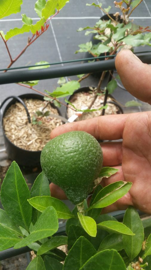 Serre, mandarine satsuma (© Pépinière Med)