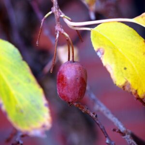 Actinidia arguta purpurea (Agnieszka Kwiecień, Nova, CC BY-SA 4.0 , via Wikimedia Commons)