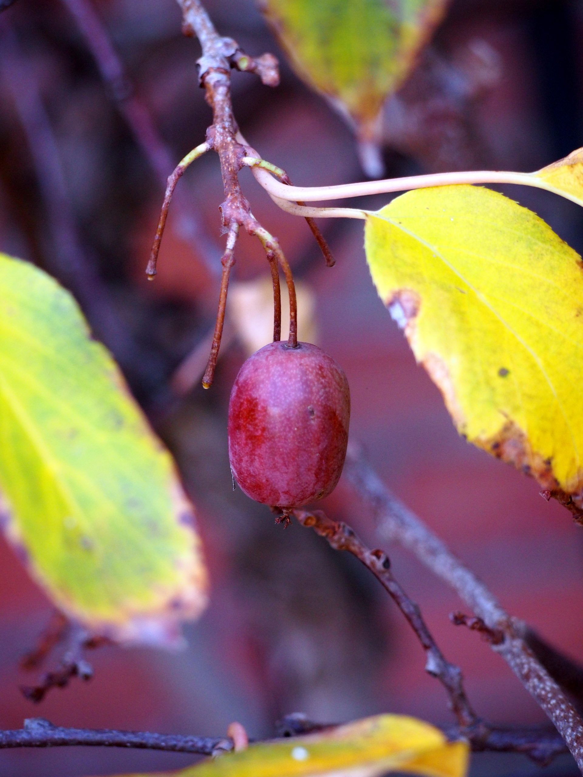 Actinidia arguta purpurea (Agnieszka Kwiecień, Nova, CC BY-SA 4.0 , via Wikimedia Commons)