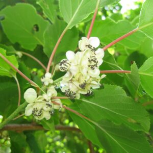 Actinidia_arguta_weima (Qwert1234, CC BY-SA 3.0 , via Wikimedia Commons)