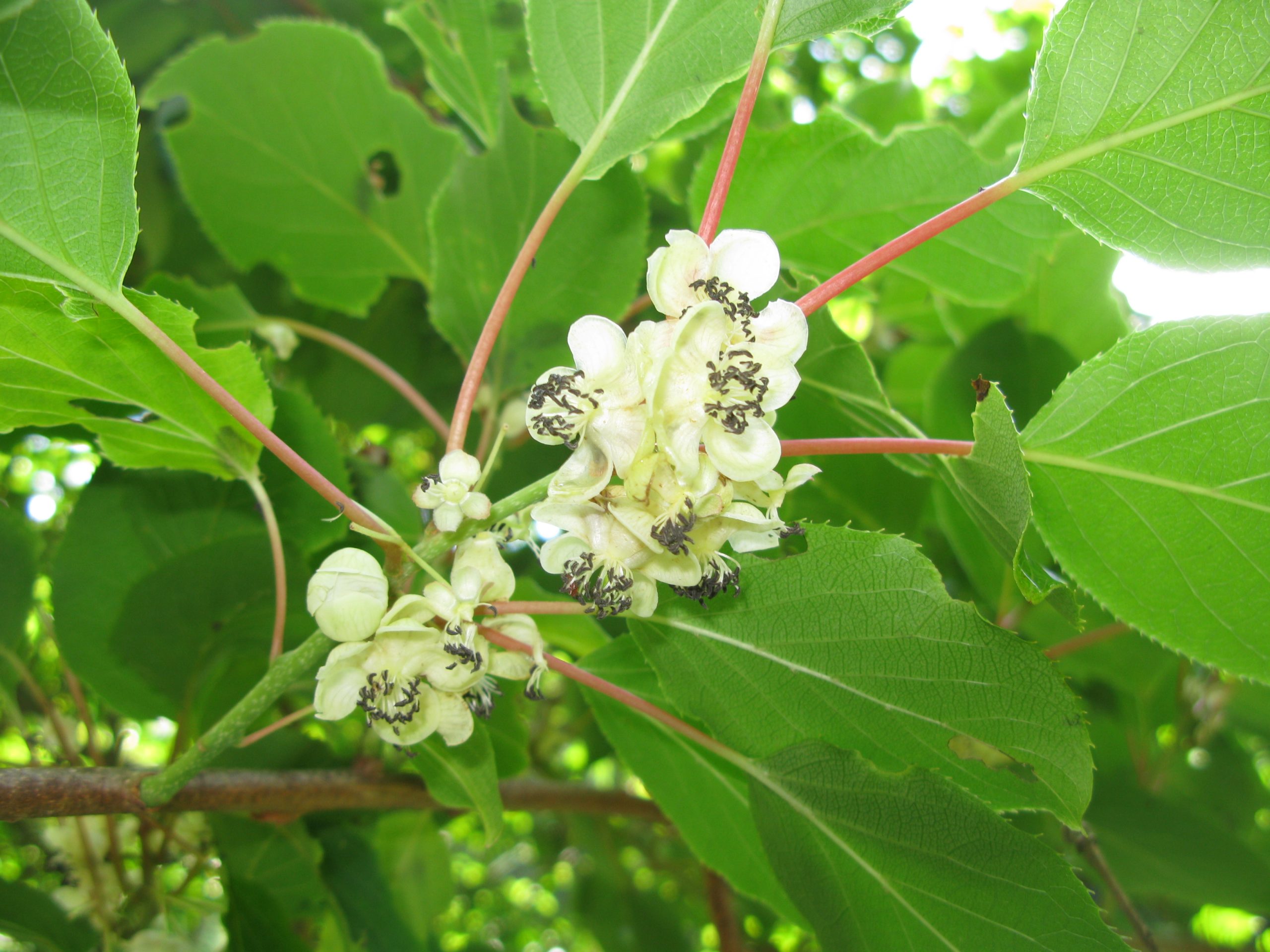 Actinidia_arguta_weima (Qwert1234, CC BY-SA 3.0 , via Wikimedia Commons)