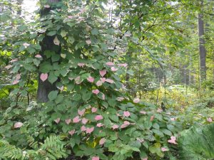 Actinidia_kolomikta (Баранчук-Червонный Лев, CC BY-SA 3.0 , via Wikimedia Commons)