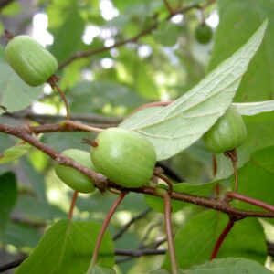 Actinidia_kolomikta_sentyabraskaya (Баранчук-Червонный Лев, CC BY-SA 3.0 , via Wikimedia Commons)