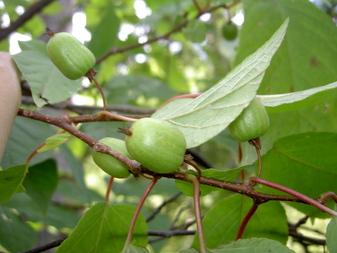 Actinidia_kolomikta_sentyabraskaya (Баранчук-Червонный Лев, CC BY-SA 3.0 , via Wikimedia Commons)