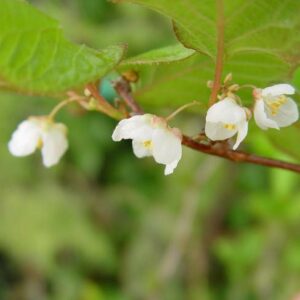 Actinidia_kolomikta_adam