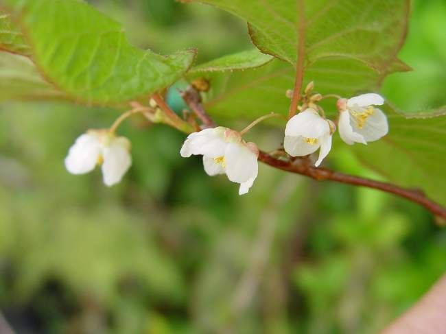 Actinidia_kolomikta_adam