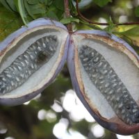 Akebia_quinata_fruits (Alpsdake, CC BY-SA 3.0 , via Wikimedia Commons)