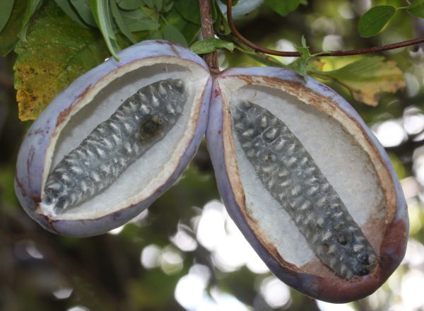 Akebia_quinata_fruits (Alpsdake, CC BY-SA 3.0 , via Wikimedia Commons)