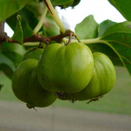 actinidia-arguta-chang-bai-giant