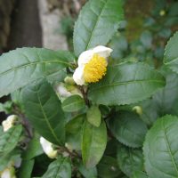 Camellia_sinensis (Qwert1234, Public domain, via Wikimedia Commons)