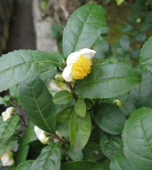 Camellia_sinensis (Qwert1234, Public domain, via Wikimedia Commons)