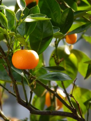 Citrus_reticulata (4028mdk09, CC BY-SA 3.0 , via Wikimedia Commons)
