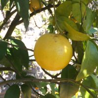 Citrus_x_paradisi_enzo (Syrio, CC BY-SA 4.0 , via Wikimedia Commons)