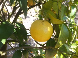 Citrus_x_paradisi_enzo (Syrio, CC BY-SA 4.0 , via Wikimedia Commons)