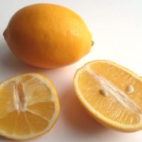 Citrus_×_limon_Meyeri (Genet (Diskussion), CC BY-SA 3.0 DE , via Wikimedia Commons)