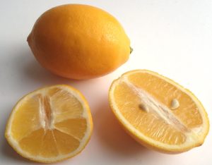 Citrus_×_limon_Meyeri (Genet (Diskussion), CC BY-SA 3.0 DE , via Wikimedia Commons)