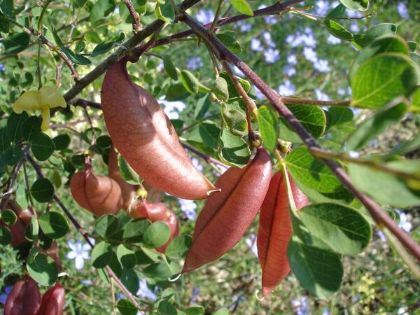Baguenaudier
