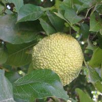 Maclura_pomifera (User:katpatuka, FAL, via Wikimedia Commons)