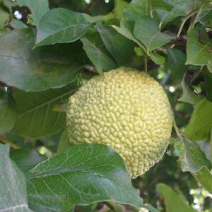 Maclura_pomifera (User:katpatuka, FAL, via Wikimedia Commons)