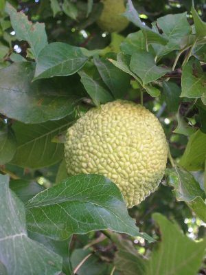 Maclura_pomifera (User:katpatuka, FAL, via Wikimedia Commons)