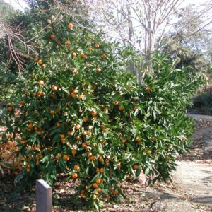 Mandarinier Satsuma