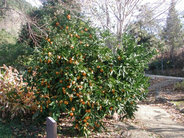 Mandarinier Satsuma