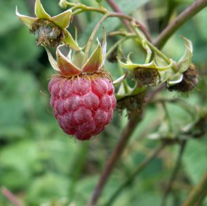 Rubus-idaeus-Heritage (Edal Anton Lefterov, CC BY-SA 3.0 , via Wikimedia Commons)