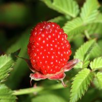 Rubus_illecebrosus_fruit (André Karwath aka Aka, CC BY-SA 2.5 , via Wikimedia Commons)