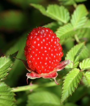 Rubus_illecebrosus_fruit (André Karwath aka Aka, CC BY-SA 2.5 , via Wikimedia Commons)