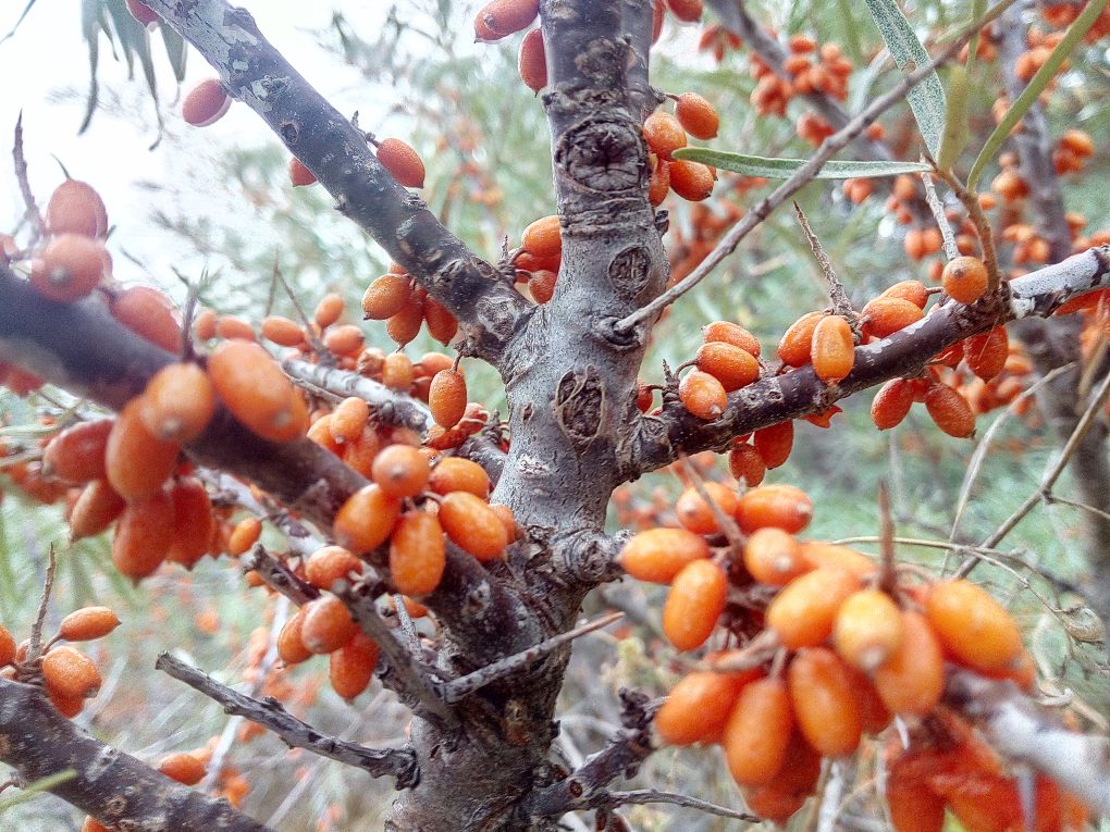 argousier frugana (Albero, CC BY-SA 4.0 , via Wikimedia Commons)