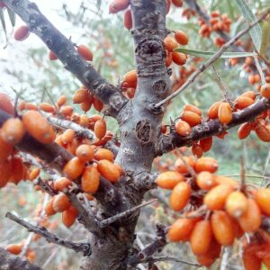 argousier frugana (Albero, CC BY-SA 4.0 , via Wikimedia Commons)