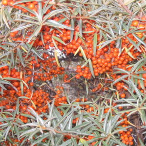 argousier solo (M J Richardson / Sea Buckthorn at Yellowcraig)