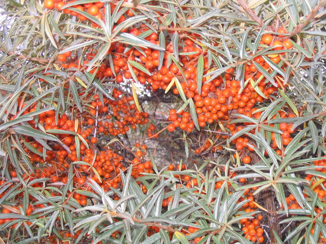 argousier solo (M J Richardson / Sea Buckthorn at Yellowcraig)