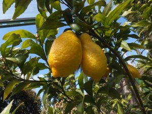 citrus lemon cappuccio (Syrio, CC BY-SA 4.0 , via Wikimedia Commons)