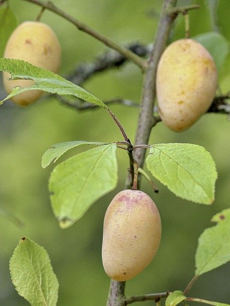 Prunier – Image 6