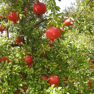 punica-granatum-hermione
