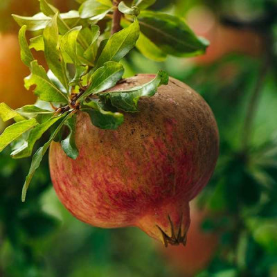 punica-granatum-kabylie