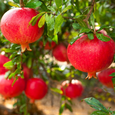 punica-granatum-salavatski