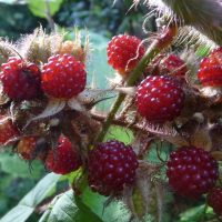 rubus phoenicolasius (pamsai, 200K views, thank you, CC BY-SA 2.0 , via Wikimedia Commons)