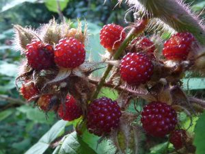 rubus phoenicolasius (pamsai, 200K views, thank you, CC BY-SA 2.0 , via Wikimedia Commons)