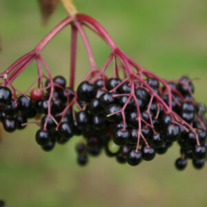 sureau noir (Stephen McKay / Elderberries)