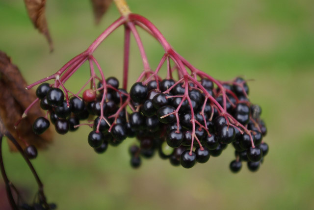 sureau noir (Stephen McKay / Elderberries)